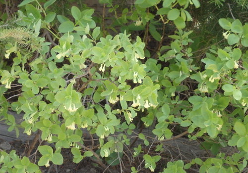 GDMBR: Wartberry Fairybells.